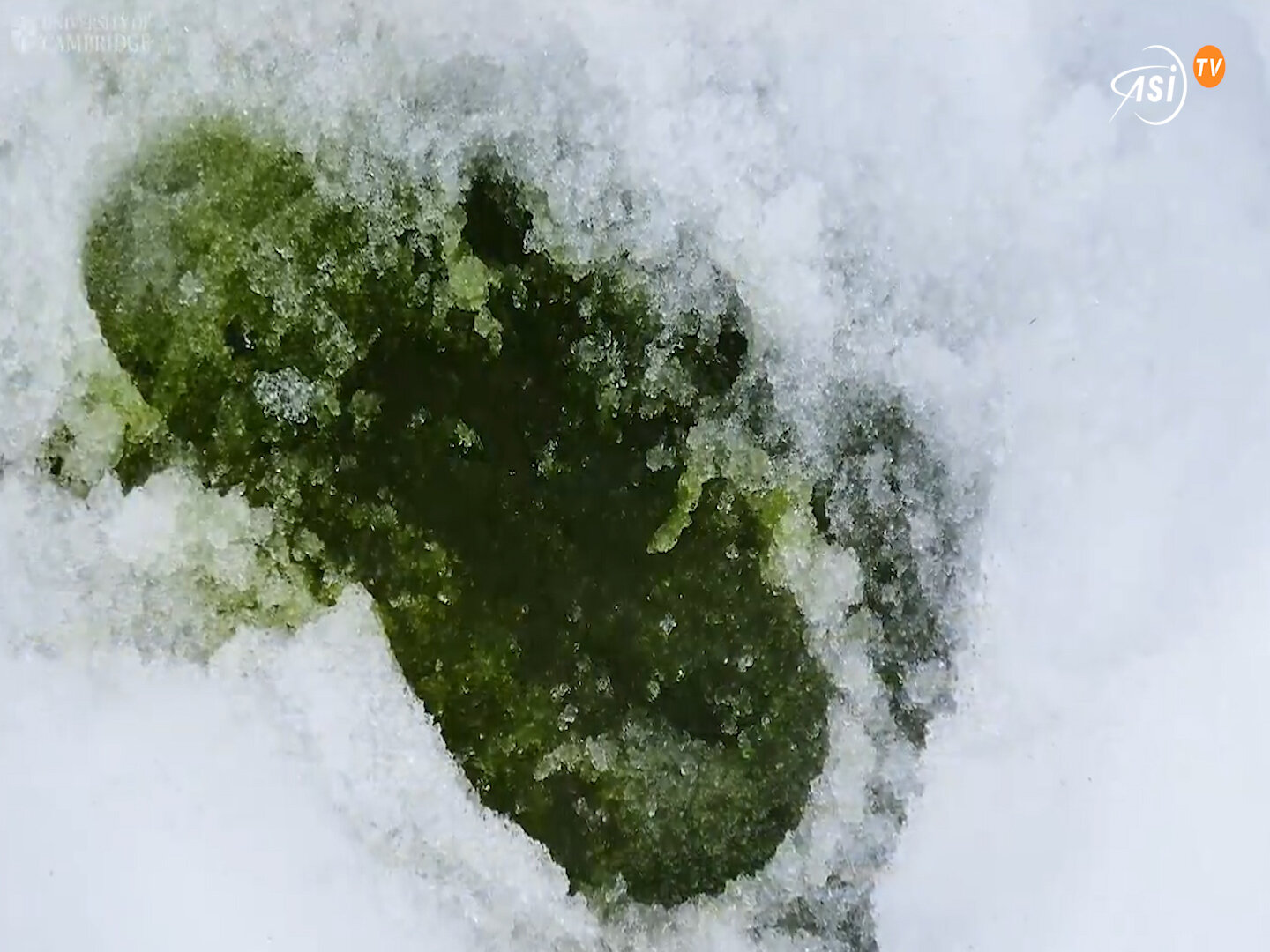 Neve verde in Antartide