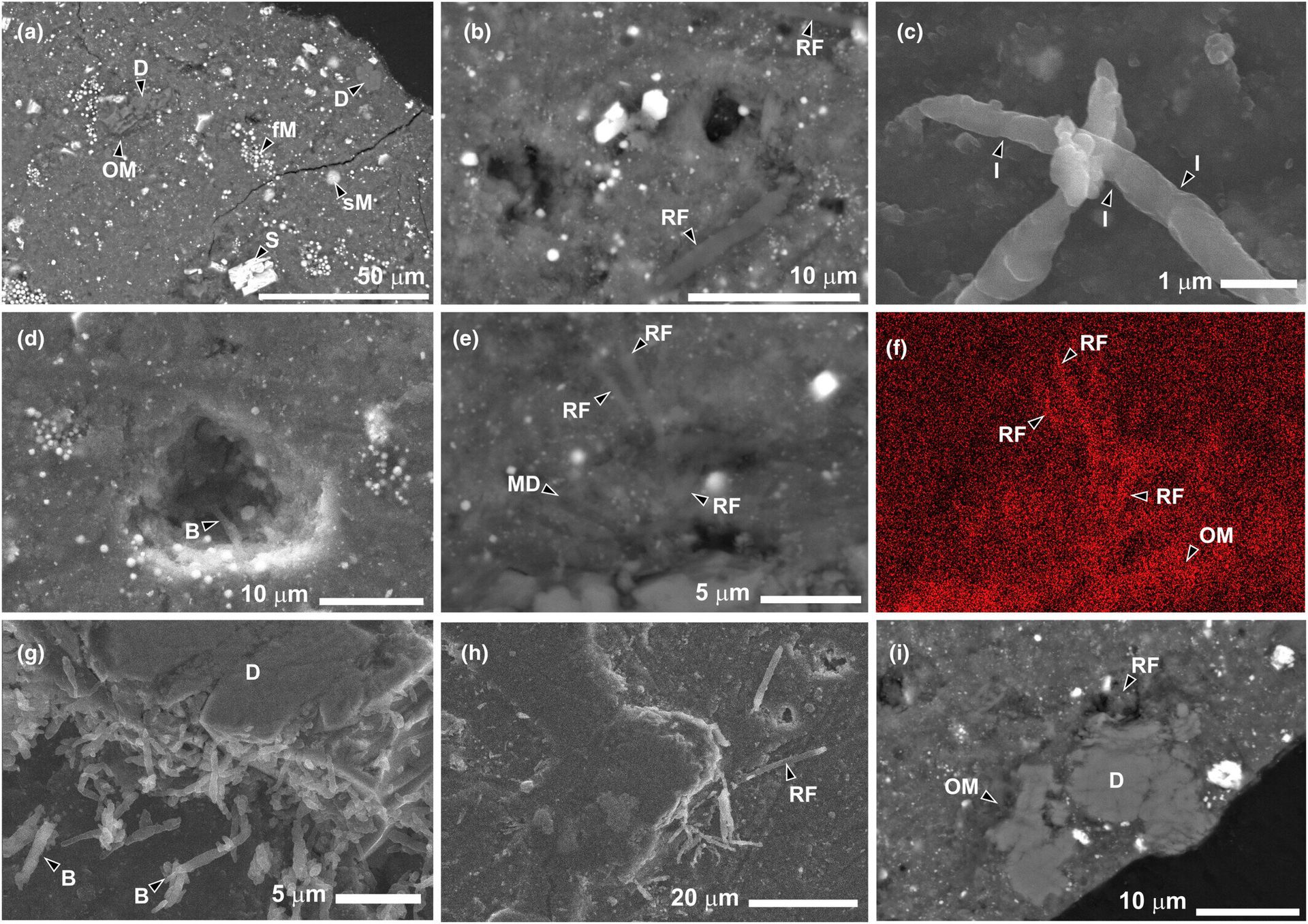Batteri terrestri nei campioni di Ryugu